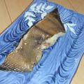 きらり流れ星's cooksnap of when they made 時短でふっくらカレイの煮付け.