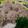かよなまま's cooksnap of when they made もち米をまぶしたシュウマイ.