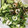 クックYEPDPQ☆'s cooksnap of when they made ☆豆苗、きゅうりの簡単サラダ☆.