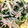 ANMOS0915's cooksnap of when they made もやしとほうれん草のツナ和え.