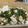 クック6M9I0L☆'s cooksnap of when they made レンジで簡単！蒸し鶏の香味ソース.