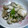 ゆきらっくま's cooksnap of when they made たらと野菜の酒蒸し.