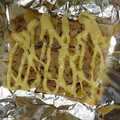 mayukurumi's cooksnap of when they made ちくわ天かす桜えびのマヨネーズ焼き♪.