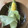 ☆akettu☆'s cooksnap of when they made とうもろこしの超簡単蒸し茹で.