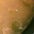 ＊＊＊しーすけ＊＊＊'s cooksnap of when they made 長ネギと卵で…大急ぎの味噌汁〜(^^)v.