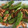 いずみはる's cooksnap of when they made 獅子唐と桜海老のおかか炒め.