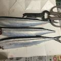 みやびんごーご's cooksnap of when they made キッチンばさみで簡単！さんまのさばき方.