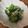 yokonyan11's cooksnap of when they made 簡単レンジ★DE★ブロッコリーあんかけ.