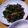 とある双子の父親's cooksnap of when they made モロヘイヤのマヨ醤油炒め.