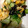 はに333's cooksnap of when they made 青梗菜と卵のオイスター炒め.