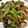 クック26352G☆'s cooksnap of when they made 豚こまとなすの甘味噌炒め✿.