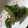 ルルルるか☆'s cooksnap of when they made 簡単！万願寺とうがらしの生姜醤油炒め.