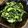 むー太朗's cooksnap of when they made 菜の花・からし菜のからし醤油和え.