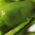 さっち天然さん's cooksnap of when they made ピーマンのコンソメ炒め★大量消費♪.
