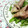 キョク's cooksnap of when they made 豚肉のしょうが焼き.