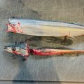 よぴぴよ's cooksnap of when they made さんまの下処理（内臓　スル～～！！）.
