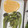 hiromi17's cooksnap of when they made こごめの味噌マヨ和え.