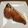 あきもみじ's cooksnap of when they made ブリの照り焼き(下味冷凍).