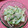 ＊れいぴん＊'s cooksnap of when they made 甘い豊水梨とマヨネーズのサラダ.