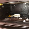 クックPXU9RU☆'s cooksnap of when they made レンジで簡単！半熟目玉焼き！.