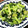 しのうさママ's cooksnap of when they made 小松菜とおくらのおひたし.