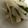 ma___111's cooksnap of when they made 大根の梅しそサラダ。.