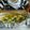 ラブリーＰｅｅちゃん's cooksnap of when they made 離乳食 後期 かぼちゃのパンでグラタン.