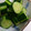 りんばたまま's cooksnap of when they made 簡単☆きゅうりの1本漬け.