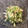 ほっほ's cooksnap of when they made 水菜とささみのわさびマヨ和え.
