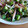 リトル黒豆マーメイド's cooksnap of when they made 簡単！オクラと茗荷のわさびあえ.
