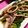 クック59ZLK3☆'s cooksnap of when they made イカのオイスターチリ炒め.