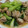 たらららーん's cooksnap of when they made 鶏肉と青梗菜炒め.