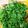 クック6I56V7☆'s cooksnap of when they made 蒸し鶏のエスニックねぎだれ.