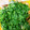 クック6I56V7☆'s cooksnap of when they made 蒸し鶏のエスニックねぎだれ.