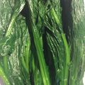 ♥めーにゃ♥'s cooksnap of when they made ひと手間で変わるほうれん草の絶妙な茹で方.