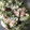 クック09G0C2☆'s cooksnap of when they made 無限ゴーヤサラダ　ゴーヤとツナのマヨ和え.