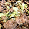 hana uta's cooksnap of when they made テキトー簡単！キャベツと椎茸の豚肉炒め.
