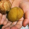 ニコラ・パリ・プラス's cooksnap of when they made 圧力鍋で楽ちん栗の皮むき.