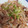 みぽちととしき's cooksnap of when they made キノコと玉ねぎの生姜焼き.