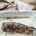 しょーばお's cooksnap of when they made さんまの食べ方 骨抜き一発.