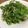 noriemon's cooksnap of when they made オイルサーディンの水菜サラダ.