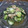 ジョングレ's cooksnap of when they made ❁胡瓜とツナと白ごまの和え物❁.