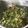 クックT5PT9M☆'s cooksnap of when they made ずぼら ねぎ塩ダレ.