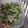 はなはながっぱ's cooksnap of when they made 簡単☆ゴーヤとおくらのマヨサラダ.