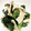 azbjbn's cooksnap of when they made しめじとエリンギ　de きのこの酢の物.