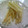 トクライ's cooksnap of when they made 大根の皮漬け.