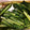 kapi0346's cooksnap of when they made 超簡単♪小松菜のおひたし.
