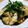 ﾋﾟﾛﾐ♡'s cooksnap of when they made 茄子と大葉のさっぱり中華和え.