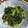 みきっっ's cooksnap of when they made 小松菜の胡麻和え@容易く一品.
