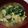 あゆたっくん's cooksnap of when they made 玉ねぎと小松菜と卵の味噌汁.